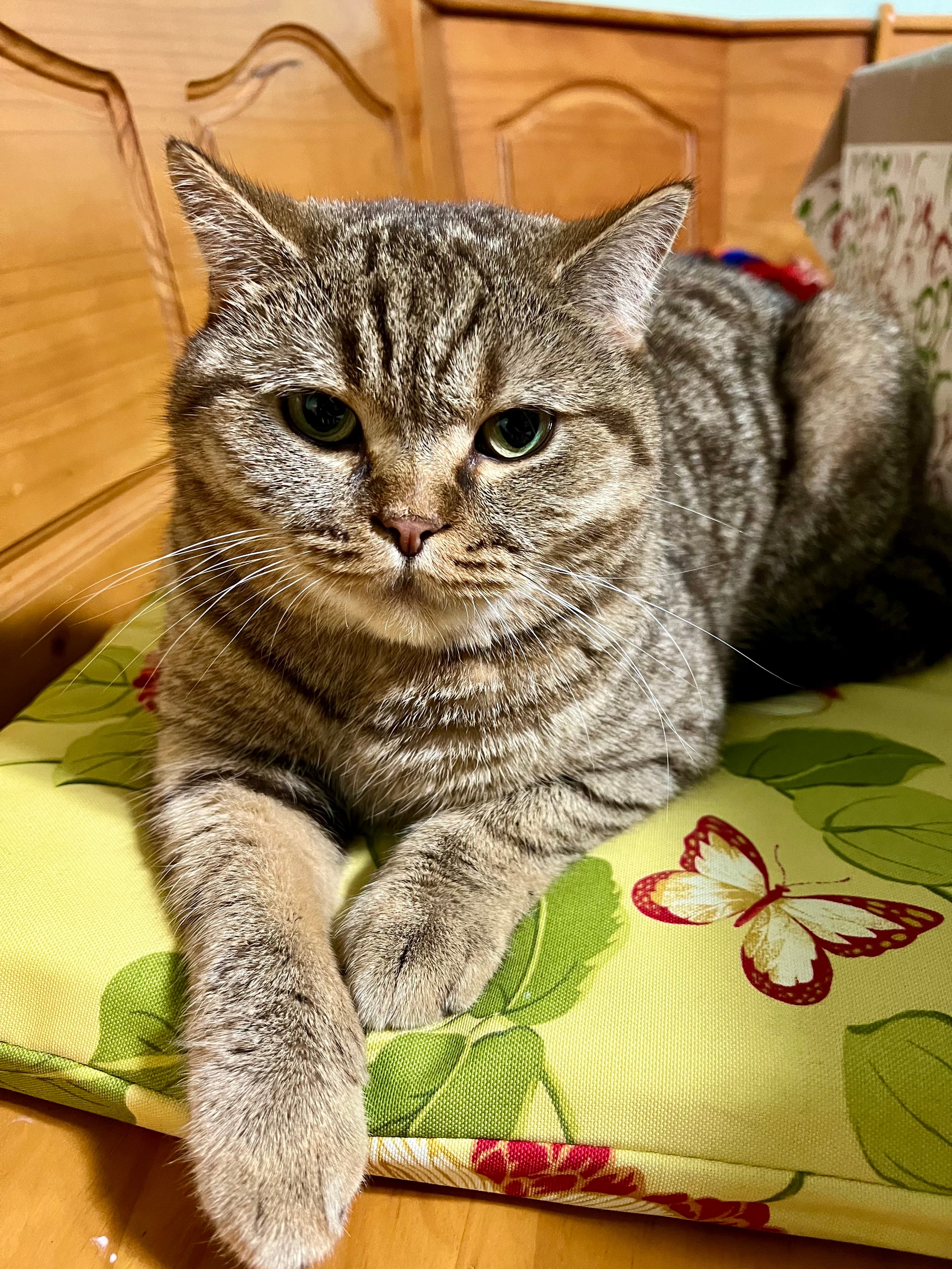 Barsik the cat